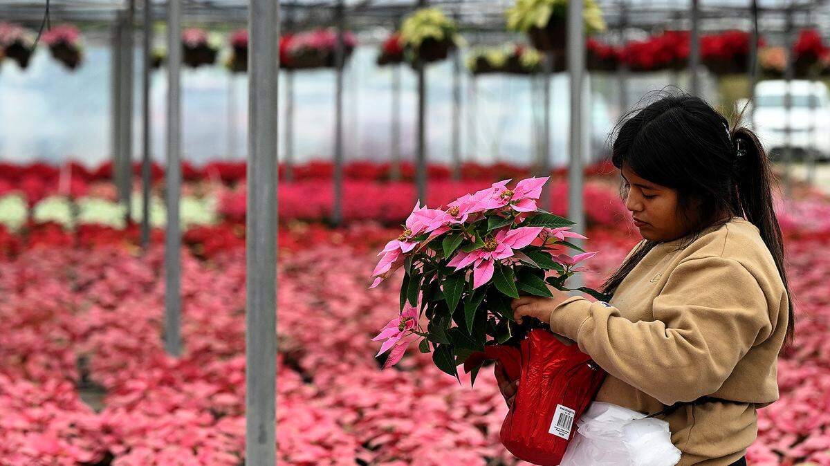 An employee of Orban’s Nursery packs up a poinsettia. The company has been a family wholesaler for over 100 years and has its annual open house where visitors can drive through and see thousands of festive poinsettias every year on the Saturday after Thanksgiving.