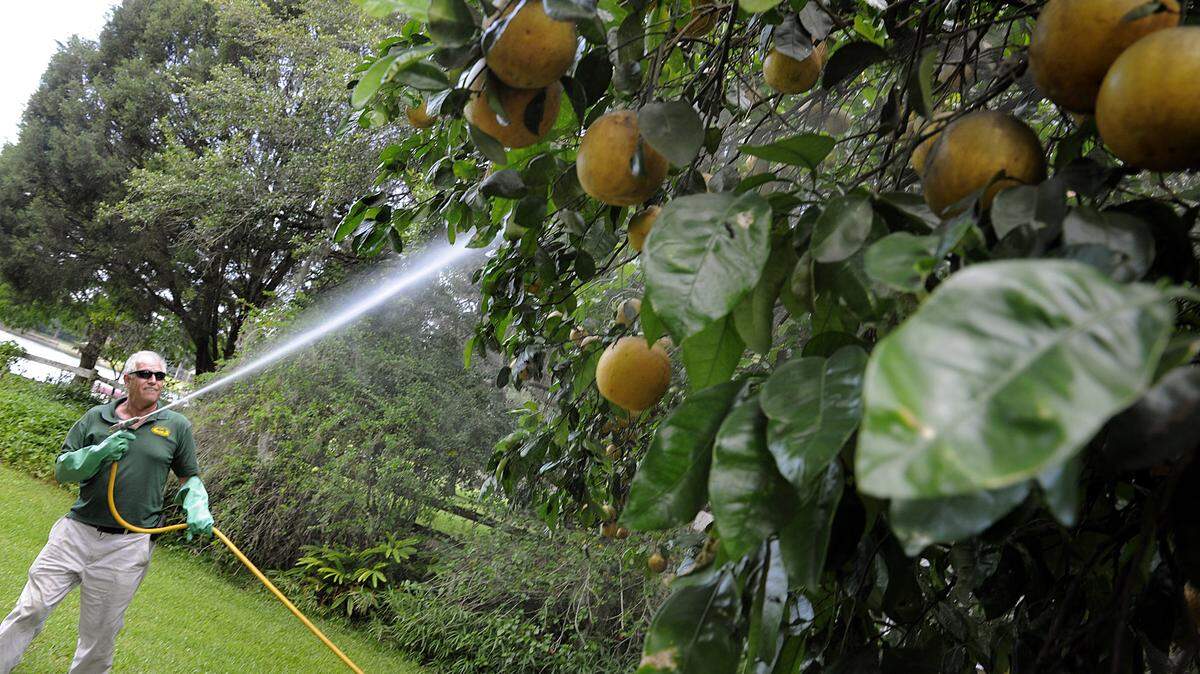 Jim Skinner, owner of Backyard Citrus Care Company, treats a grapefruit tree suffering from citrus greening, a bacteria which cannot be killed. Skinner sprays trees that are infected with a mix of nutrients including manganese, zinc, copper, iron, and nitrogen which helps the trees but does not cure them. 
 TIFFANY TOMPKINS-CONDIE/Bradenton Herald