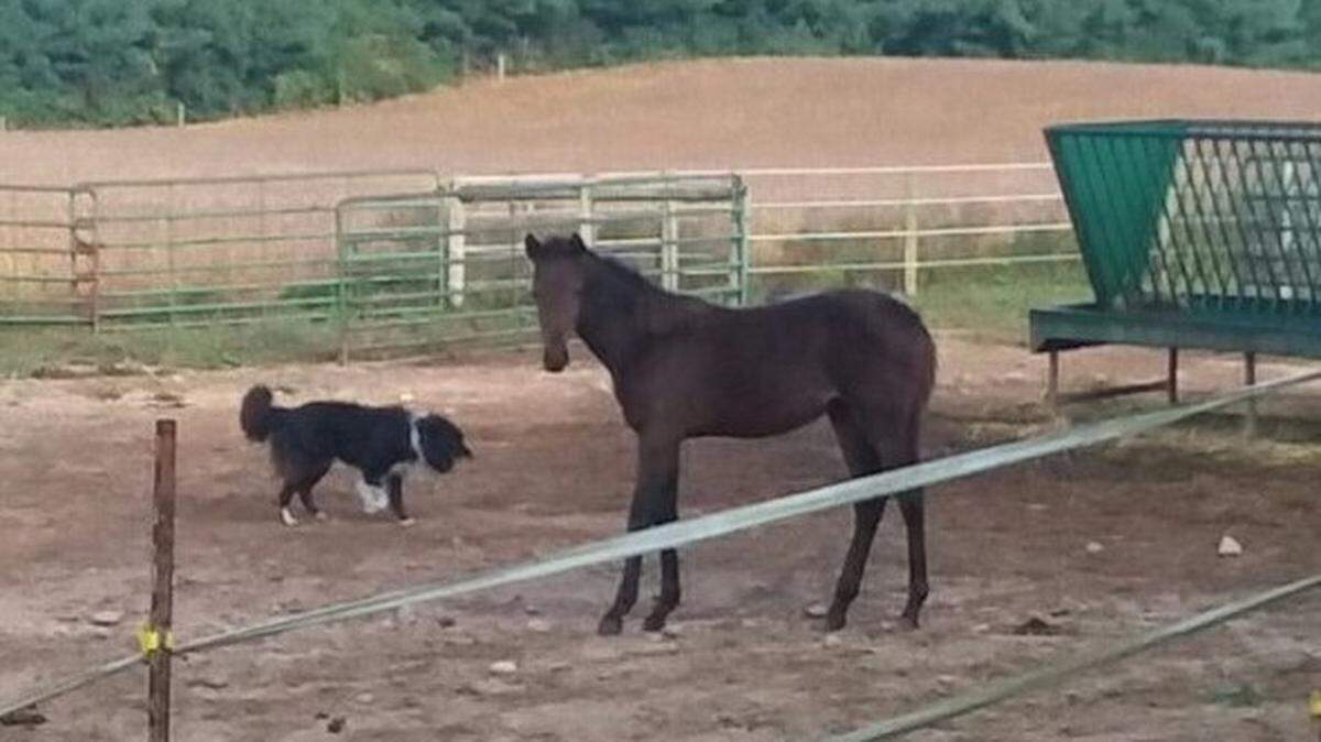 Lovina and Joe Eicher’’s horse Ginger has a 5-month-old filly, Sugar, shown beside Buddy the border collie.