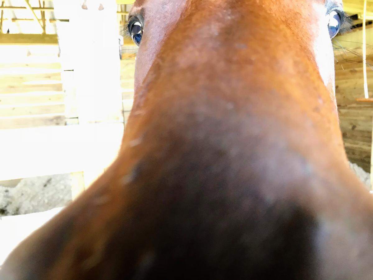 Horse lovers who move to Florida without their horses often yearn to have equine contact. Epic Equine Experiences may help fill that void.
