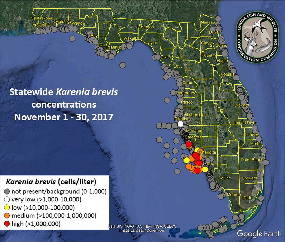 Water samples captured during November 2017 show an explosion of red tide along Southwest Florida.