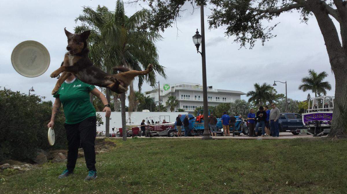 Icon takes in a little practice on Friday in Palmetto has he prepares to wow the crowd on Saturday in Bradenton for the sixth annual Bradenton Area River Regatta.