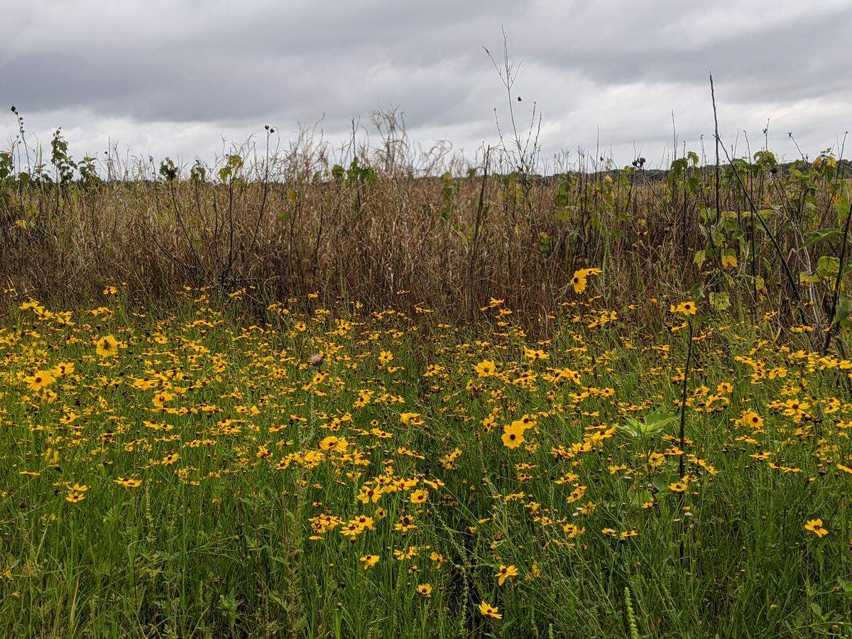 Florida’s state wildflower is Coreopsis, and the designation includes all 15 species of the flower genus that occur throughout the state. Coreopsis floridana is the species responsible for the giant annual bloom at Myakka River State Park.
