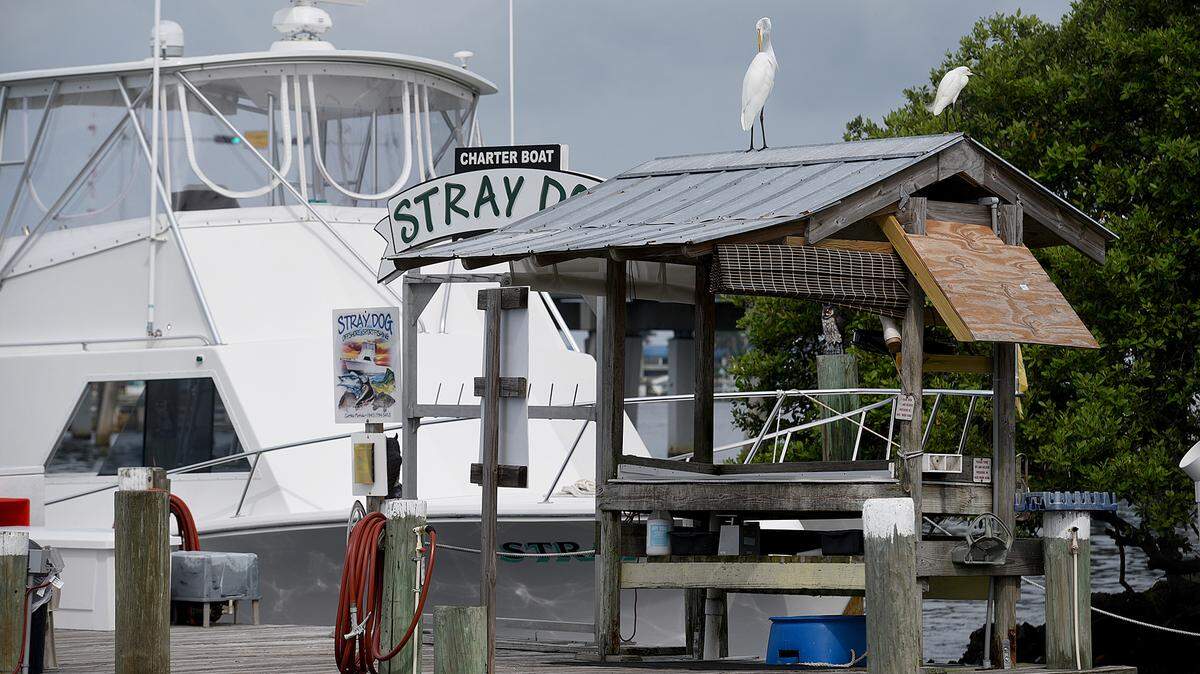 Charter boats sit along the docks, with birds as company, as red tide persists in Manatee County on Tuesday.