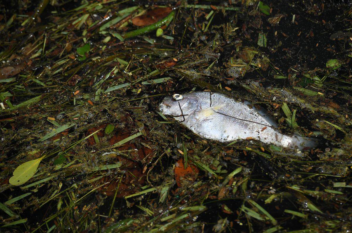 08/07/21—Red tide brought dead fish to the canals of Coral Shores in Bradenton this summer. 