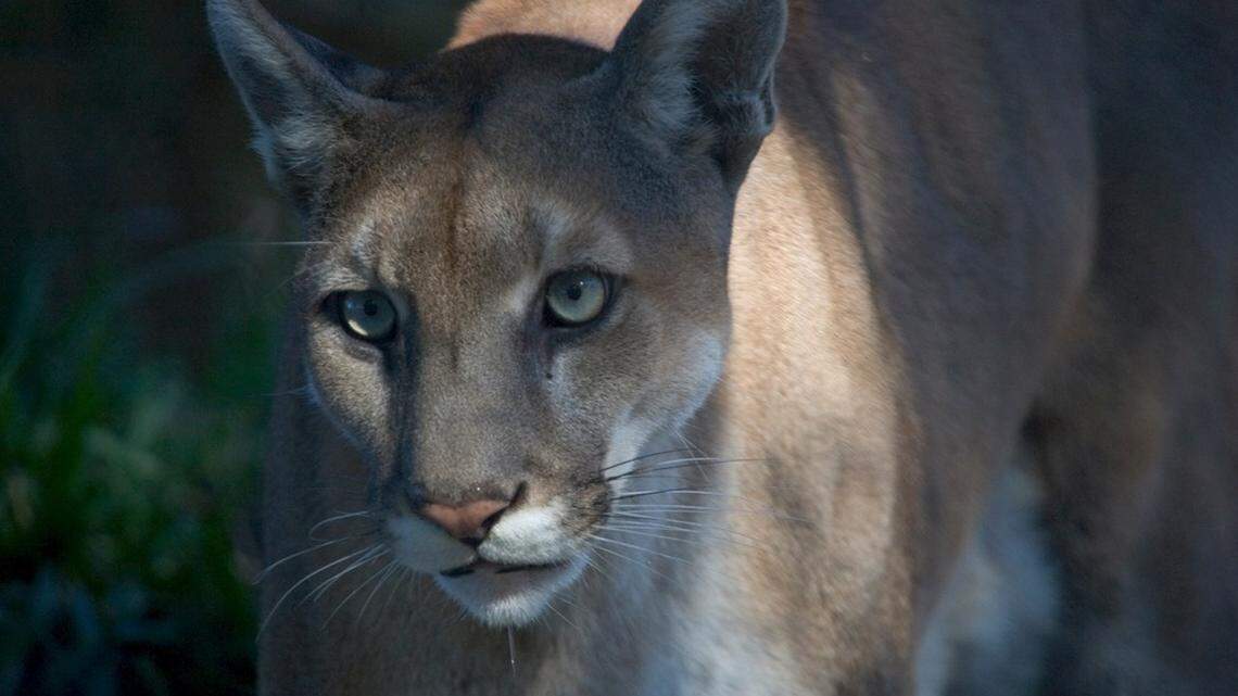 The Florida panther is the most endangered cat in North America, according to the Endangered Species Coalition.