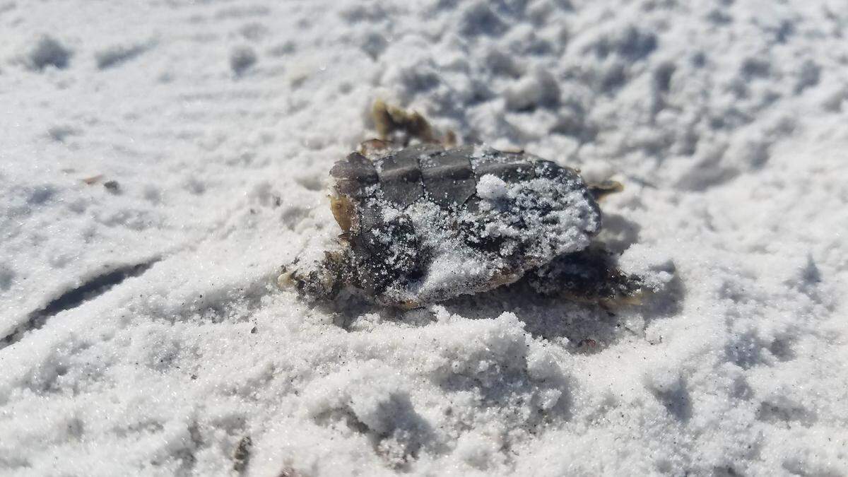 A dead sea turtle hatchling found on Wednesday morning on the beach in the City of Anna Maria just south of Newton Lane.