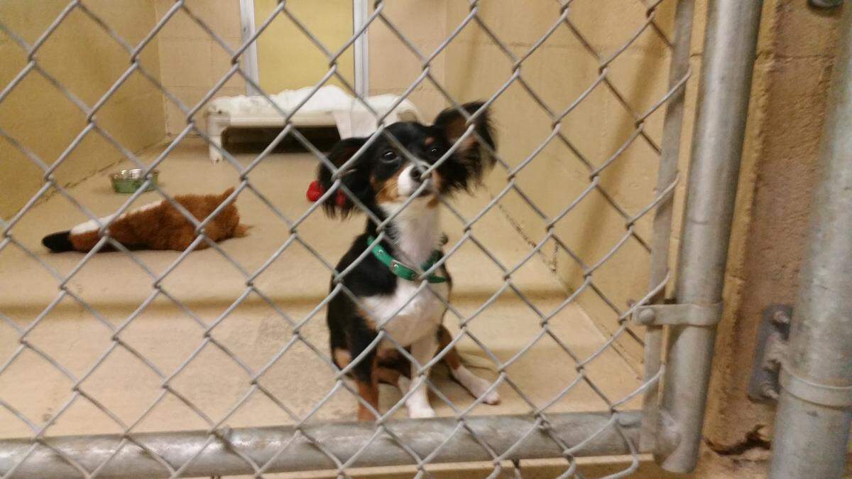 Monarch, a female Chihuahua, was seized by Bradenton Police Department and her owners now face animal cruelty charges. 
 JESSICA DE LEON/Bradenton Herald