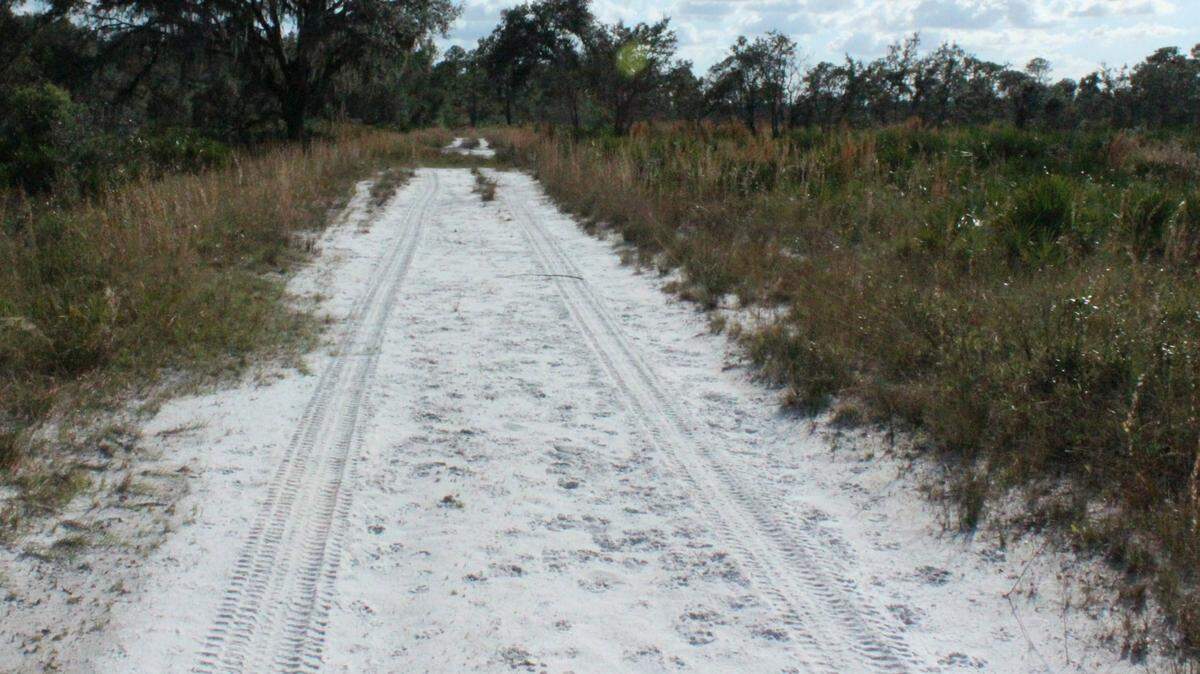A sandy stretch of trail at Coker Prarie Tract has footprints of many of the creatures who call the preserve home. 
 JAMES A. JONES JR./Bradenton Herald