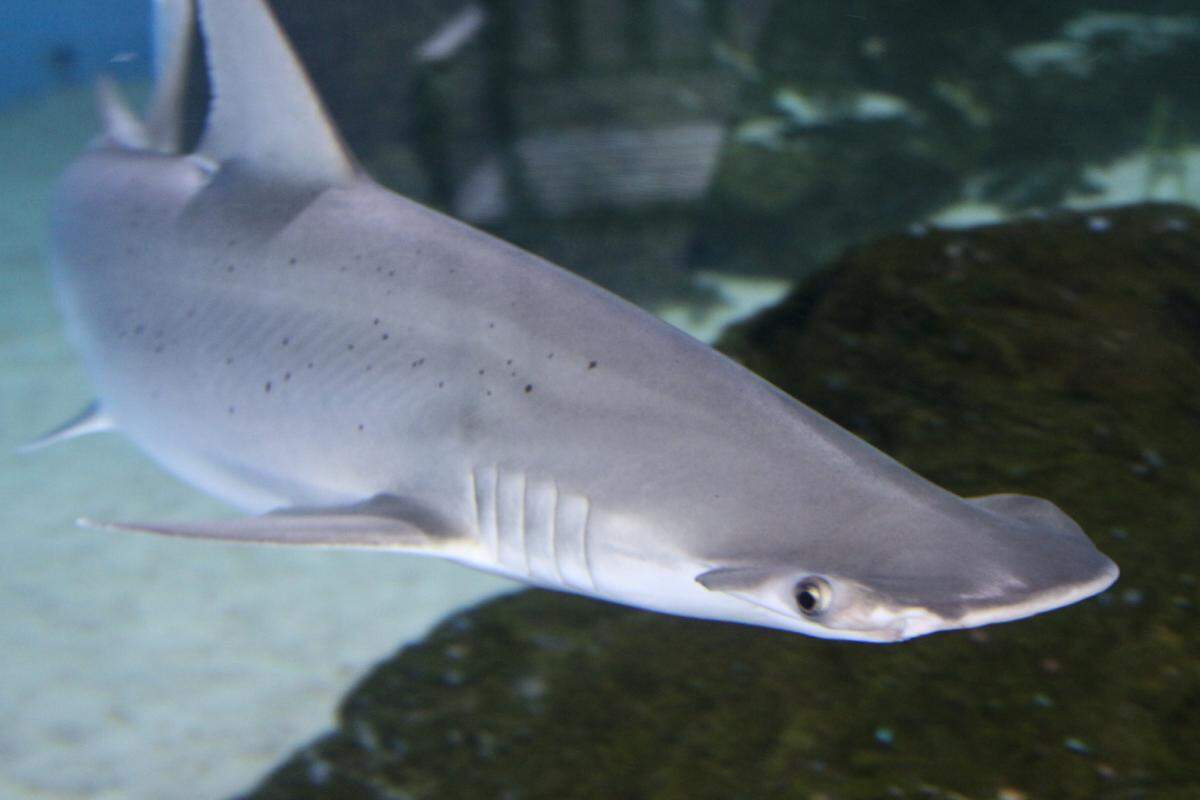 A day of shark-themed fun at Mote Marine Laboratory and Aquarium will include presentations and a live shark feeding.