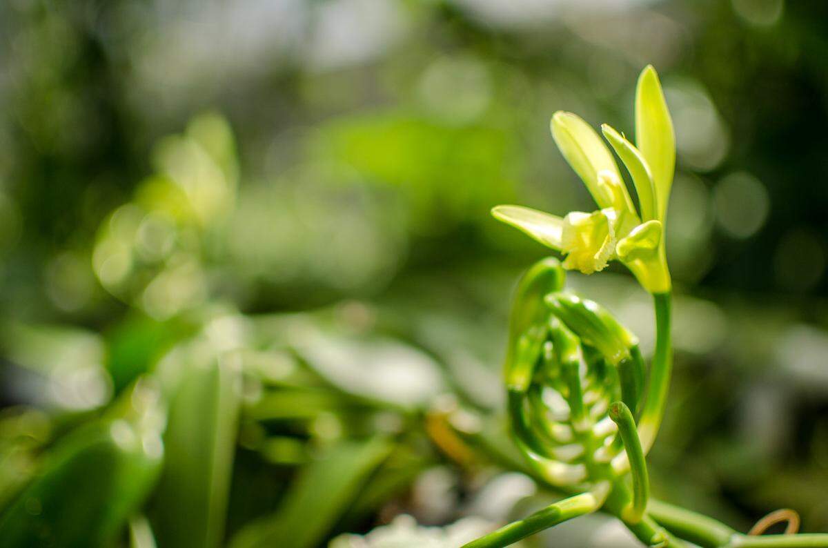 A Vanilla planifolia plant in bloom at The Vanillerie.