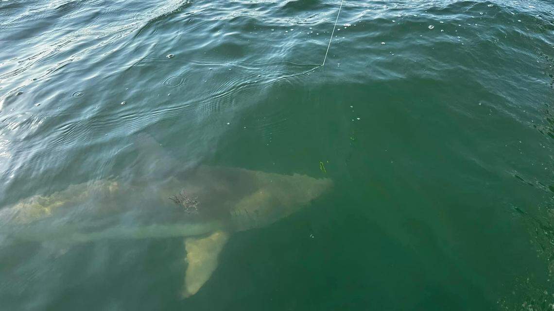 What’s on the line? Local fisherman catches 7-foot shark fishing near the Skyway Bridge
