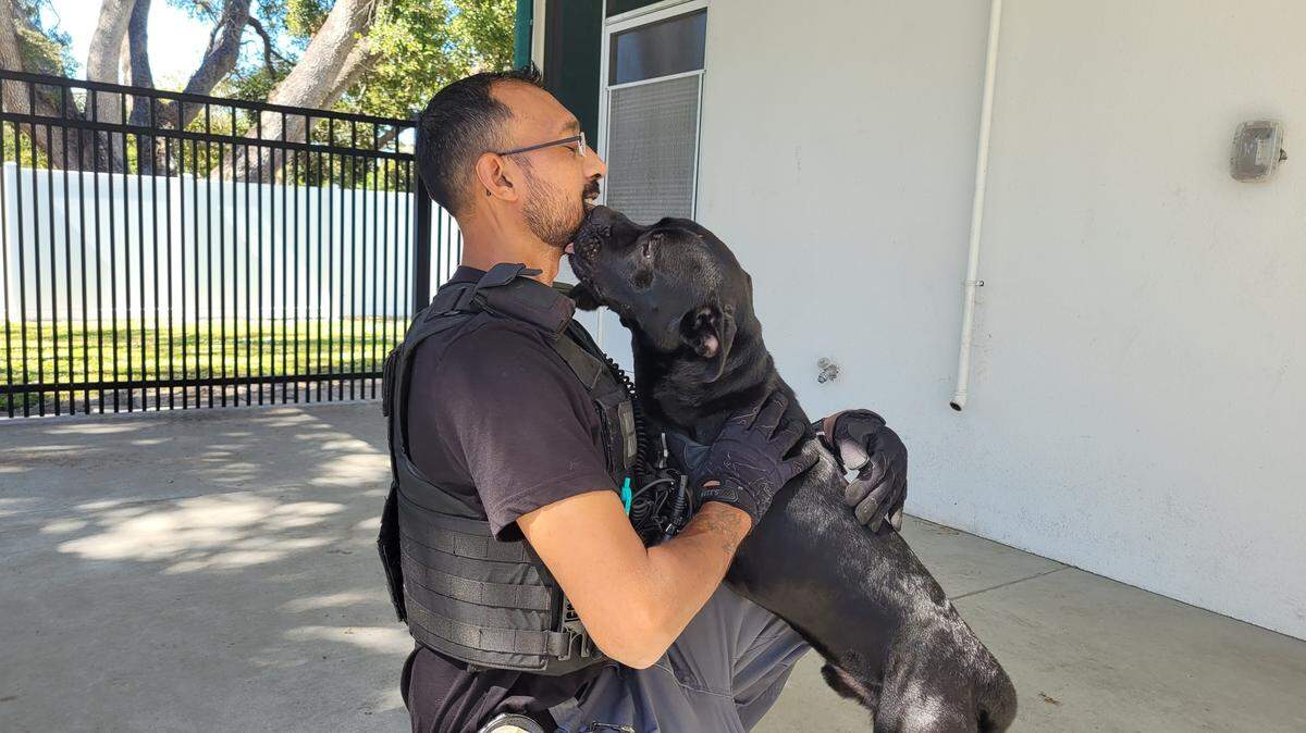 Hades, a mixed-breed dog, is up for adoption at Manatee County’s animal shelter after being voluntarily surrendered as part of an investigation into animal cruelty, according to the Bradenton Police Department.