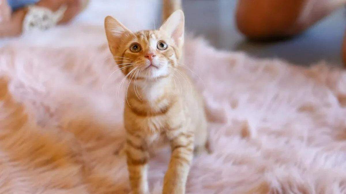 Cats & Caffeine opened in South Tampa in July 2022.