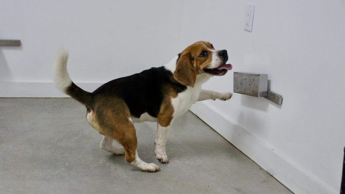 Heather Junqueiro, founder of Bioscent K9 in Myakka City, hopes to learn if dogs can detect the coronavirus.
