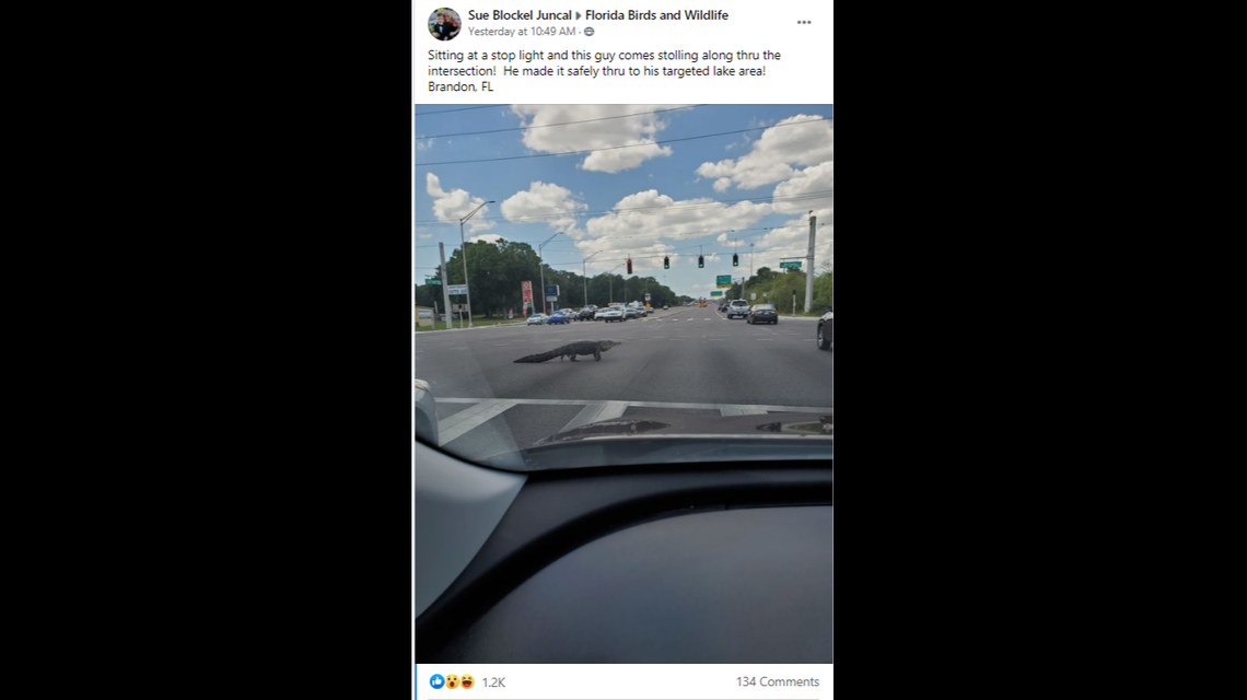 Sue Blockel Juncal shared her photo with the Florida Birds and Wildlife Facebook page, which has 29,000 members.