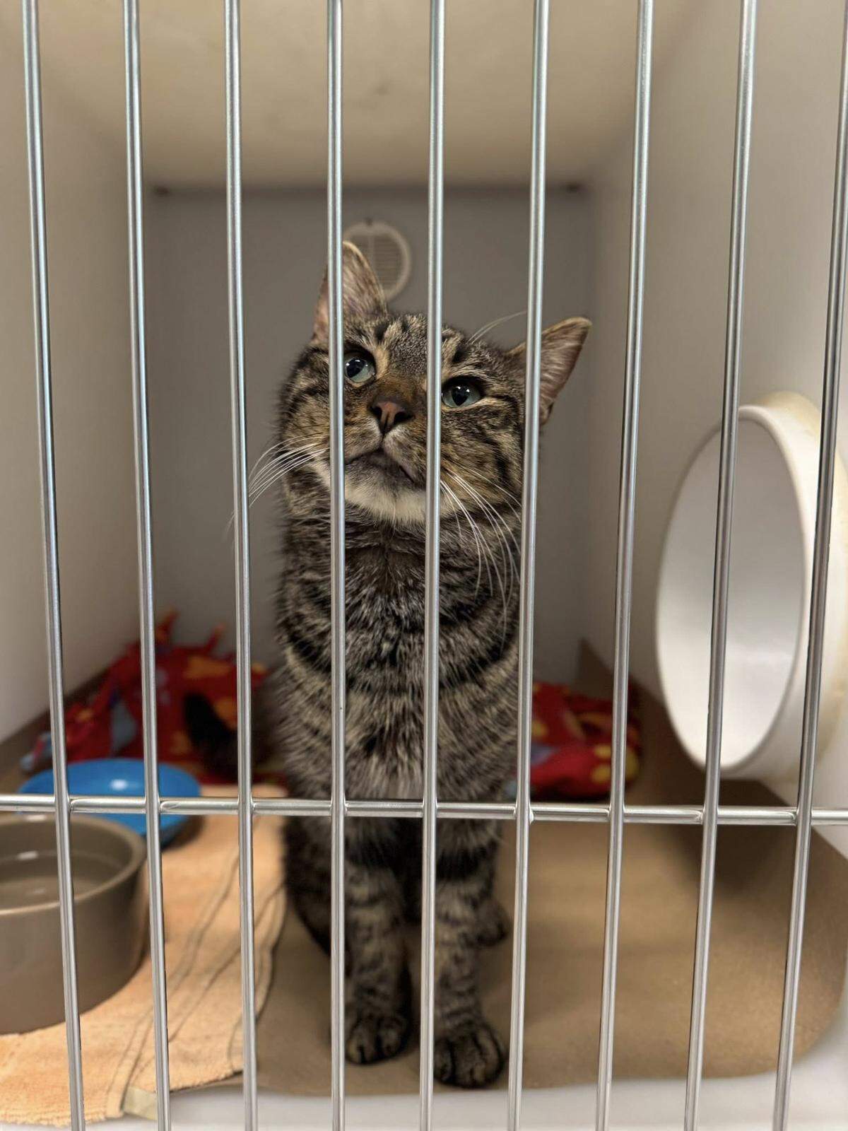 Two cats are recovering at Bishop Animal Shelter after Manatee County Animal Welfare officers found them and a third cat dead in an abandoned crate off Lena Road in Bradenton on July 29, according to the agency.
