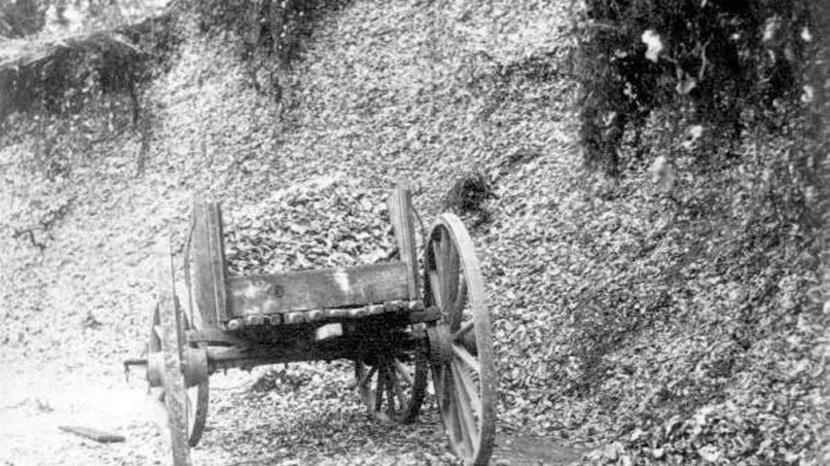 A Florida shell midden 
 Photo courtesy of the Florida Memory Project