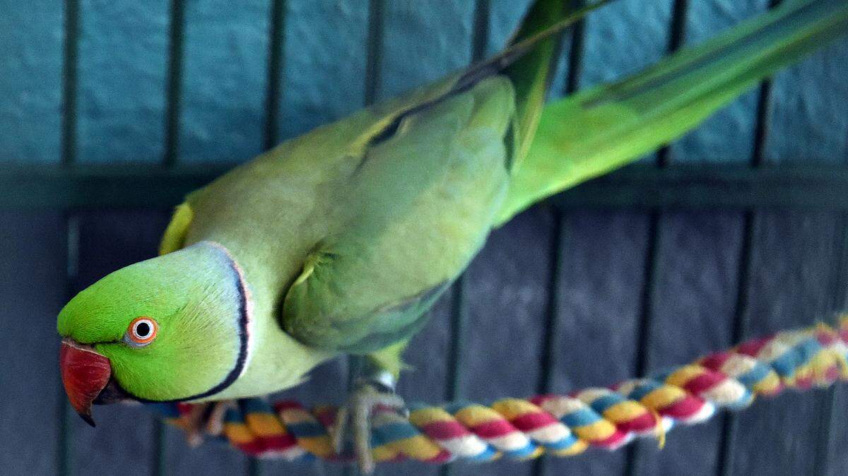 A pet ring-necked conure.