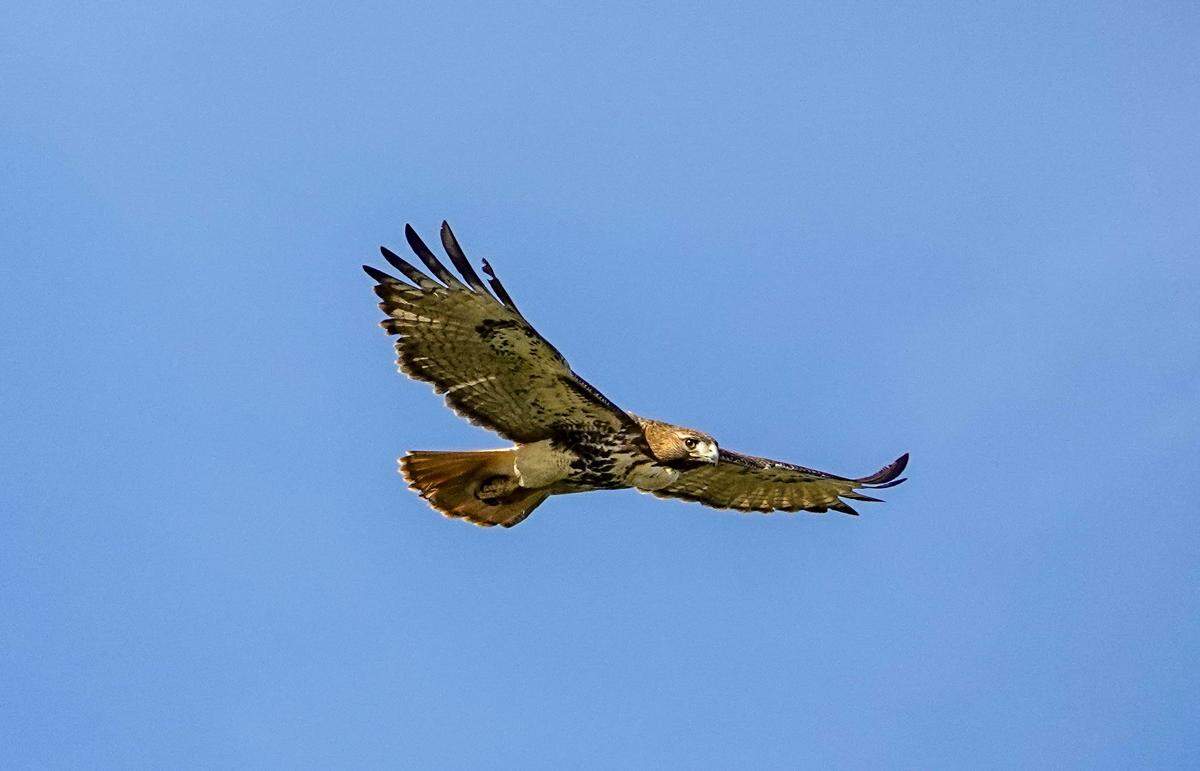 A red-tailed hawk was spotted during Manatee County Audubon Society’s 2024 Christmas bird count.