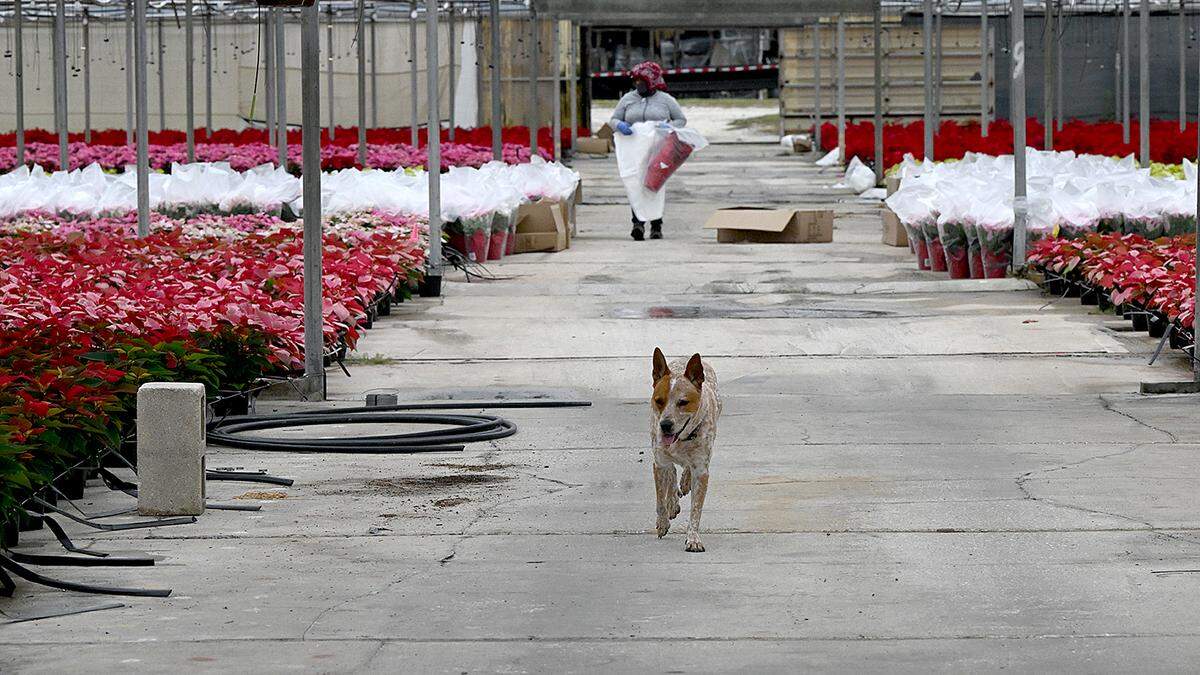 Piper is at home among the flowers at Orban’s Nursery, a family wholesaler in Bradenton for over 100 years. The company has its annual open house where visitors can drive through and see thousands of festive poinsettias every year on the Saturday after Thanksgiving.