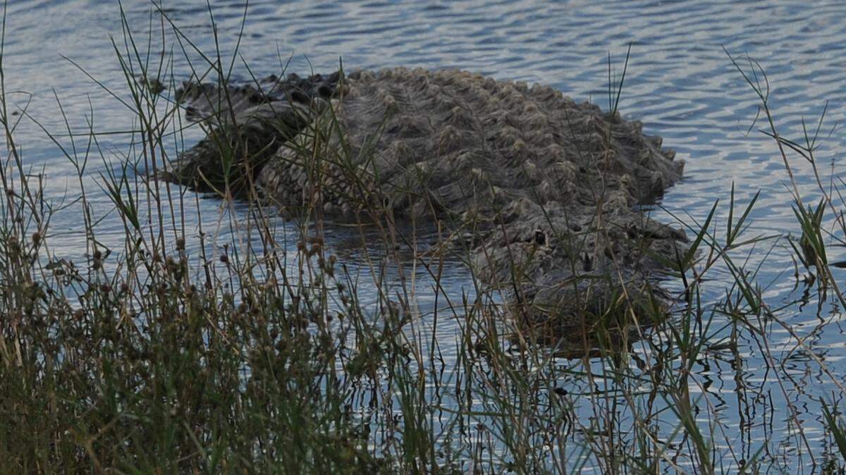 A large alligator floats just off the shore off a lake in east Manatee County. 
 GRANT JEFFERIES/Bradenton Herald