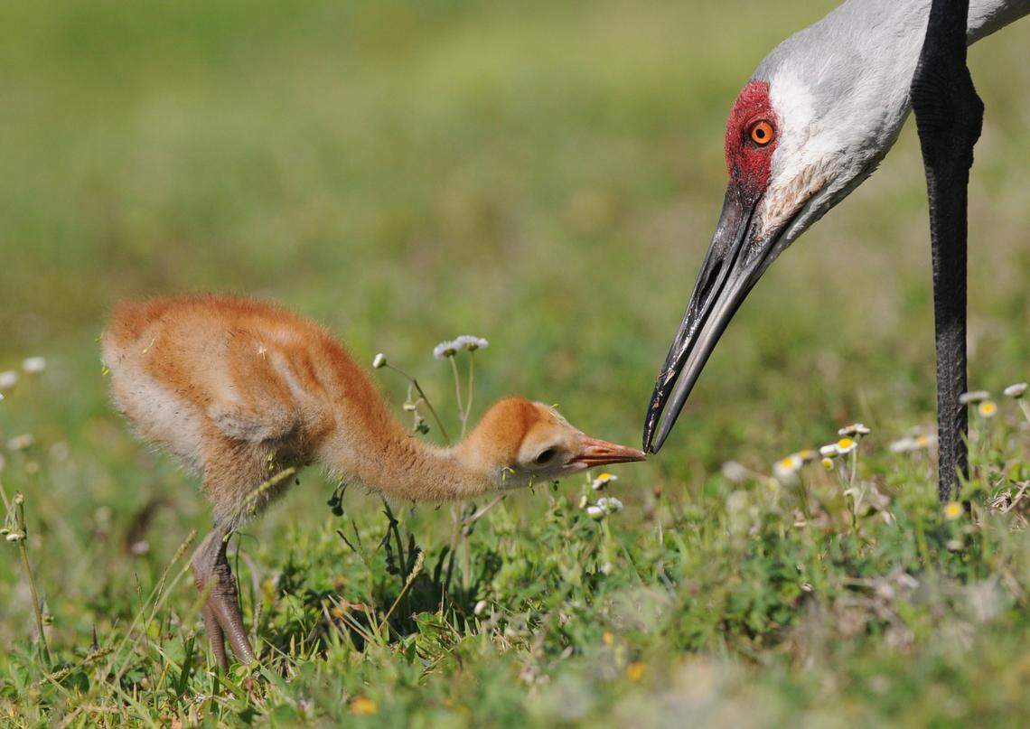 A sandhill crane chick stays close to its parent as they feed along a lake Tuesday near Creekwood Boulevard, just north of State Road 70 in East Manatee.