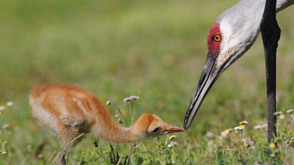 A sandhill crane chick stays close to its parent as they feed along a lake near Creekwood Boulevard, just north of State Road 70 in East Manatee.