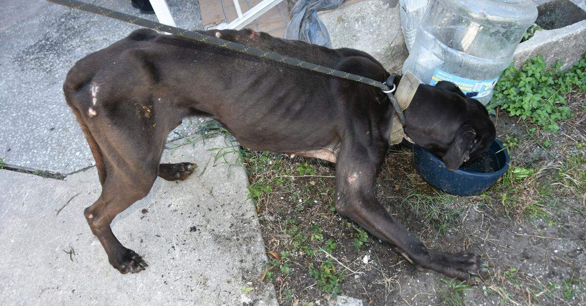 Bradenton residents Adriana O’Hara, 30, and Timothy Miller, 33, were each charged with five counts of aggravated animal cruelty after police said they found five malnourished dogs confined without food or water inside their home.