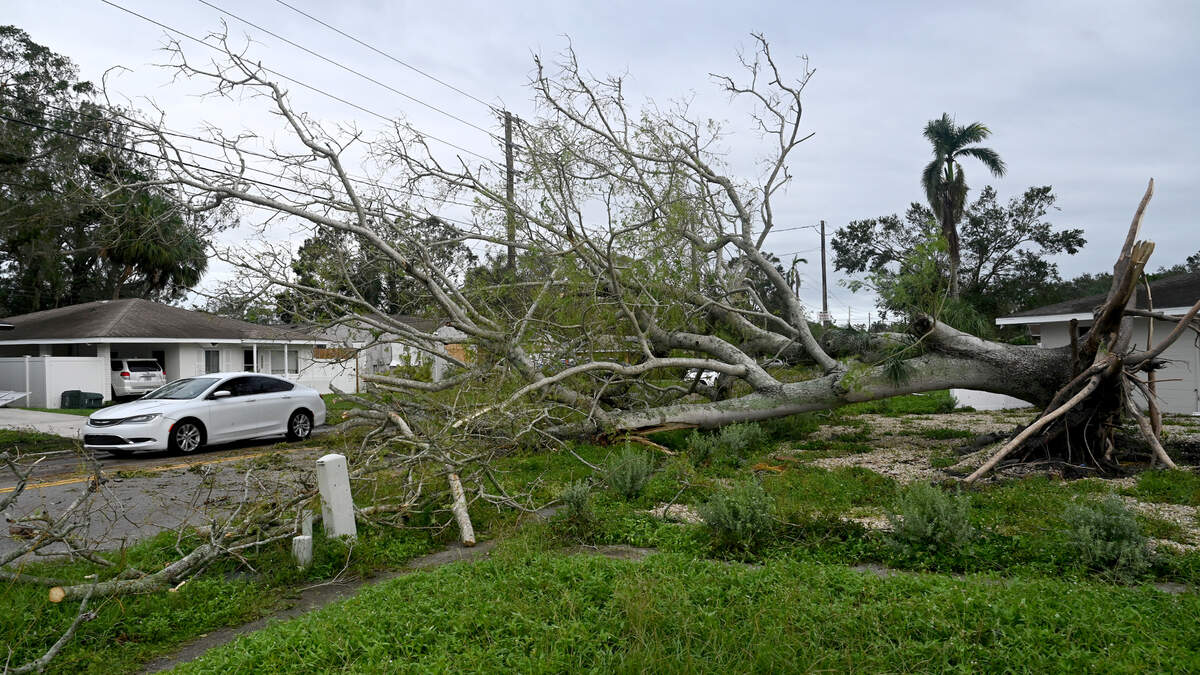 Cars squeeze past many downed trees after Hurricane Milton on roads like this one on 26th Street West and 18th Avenue in Bradenton in Manatee County, Florida, on Oct. 10, 2024.