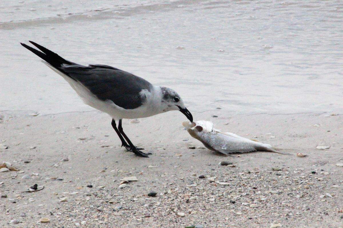 A seabird pecks at a dead fish on the shore of Longboat Pass.