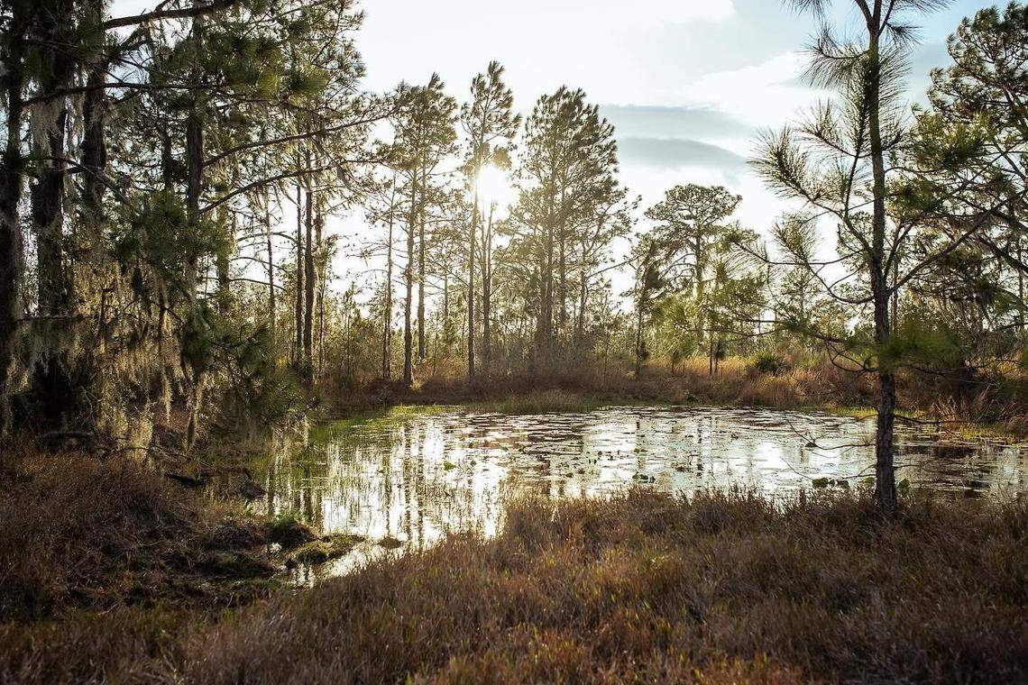 Over 1,400 acres of ranchland in East Manatee County are slated for permanent protection from development after commissioners agreed to buy two agricultural easements in partnership with the state. Pictured is Thundercloud Ranch, where the state and county plan to protect over 1,000 acres.