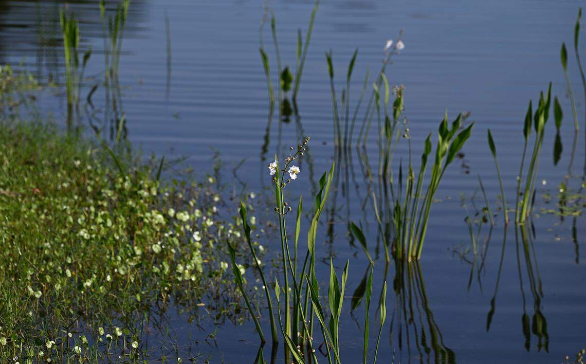 Water plants bloom at Connor Park in Palmetto. The land was a brownfield remediation, and now provides filtering of runoff water in the area.