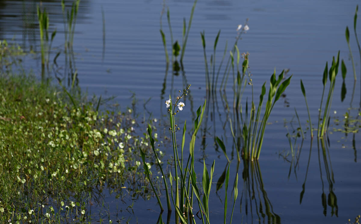 Water plants bloom at Connor Park in Palmetto. The land was a brownfield remediation, and now provides filtering of runoff water in the area.