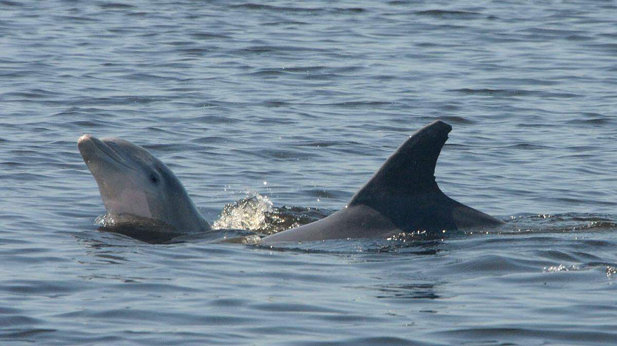 Nicklo, on the right, is the oldest documented bottle-nose dolphin in the world at 67 years old. She’s seen here with a calf of another dolphin, in September 2017.