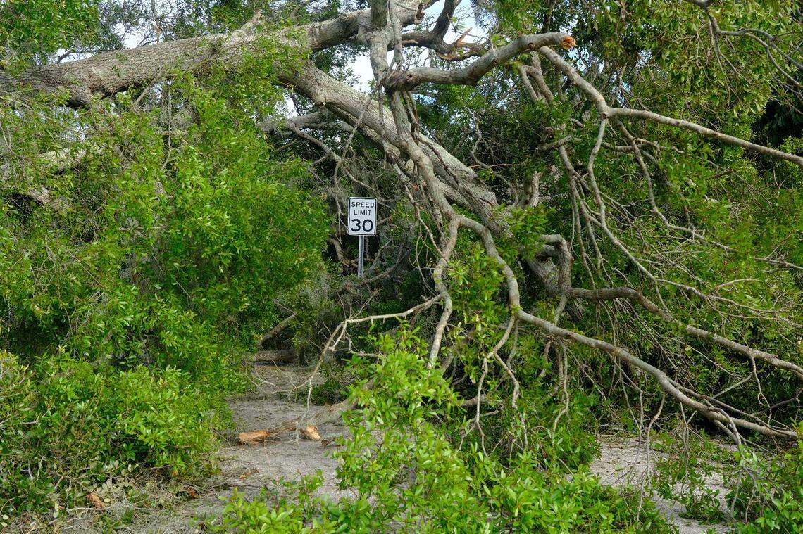 Hurricane Milton felled a massive oak tree along Second Avenue East in East Bradenton, forcing drivers to find another way around the neighborhood.
