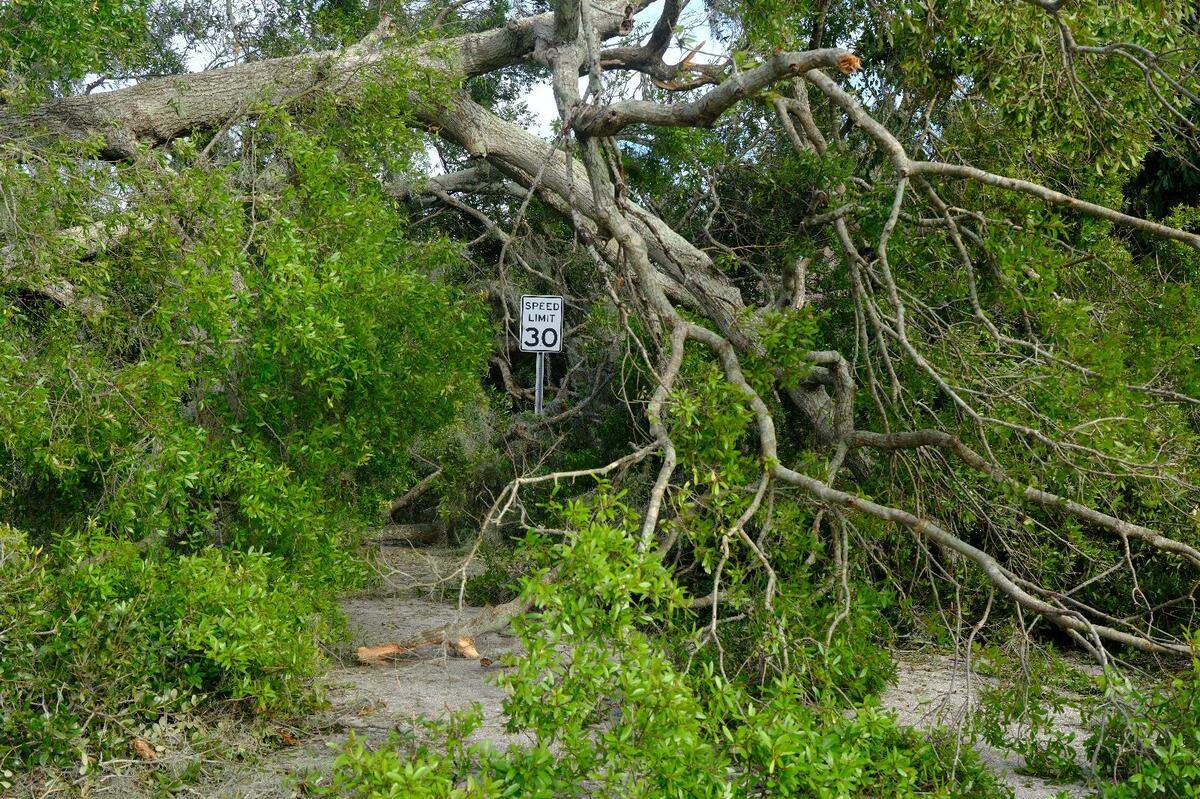 Hurricane Milton felled a massive oak tree along Second Avenue East in East Bradenton, forcing drivers to find another way around the neighborhood.