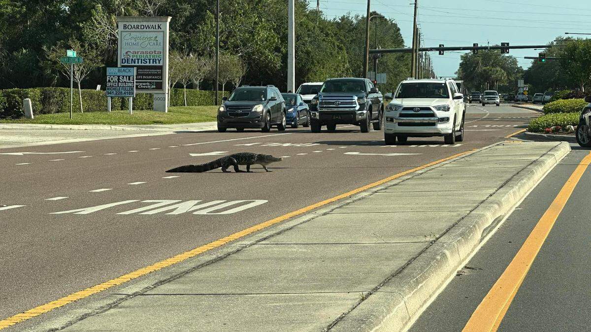 An alligator crosses Honore Avenue near Clark Road in south Sarasota recently. May begins mating season for alligators, according to the Florida Fish and Wildlife Conservation Commission.