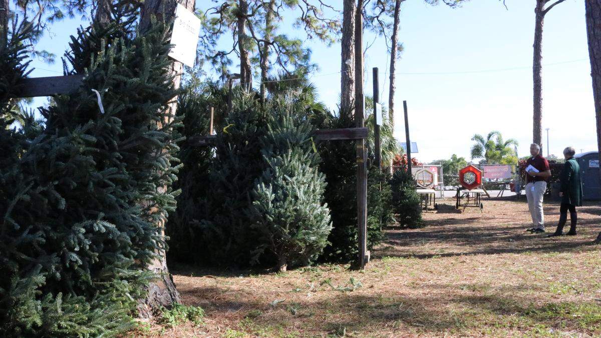 The Boys & Girls Clubs of Manatee County is selling Christmas trees for the 65th year in Bradenton. The sale is being held at McKelvey Park, next to Jessie P. Miller Elementary School, 3913 Manatee Ave. W.