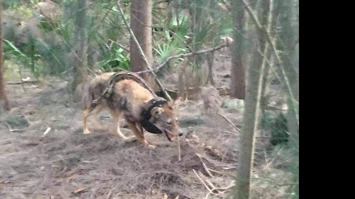 Coyote tangles with snake in the Everglades ... but is it real?