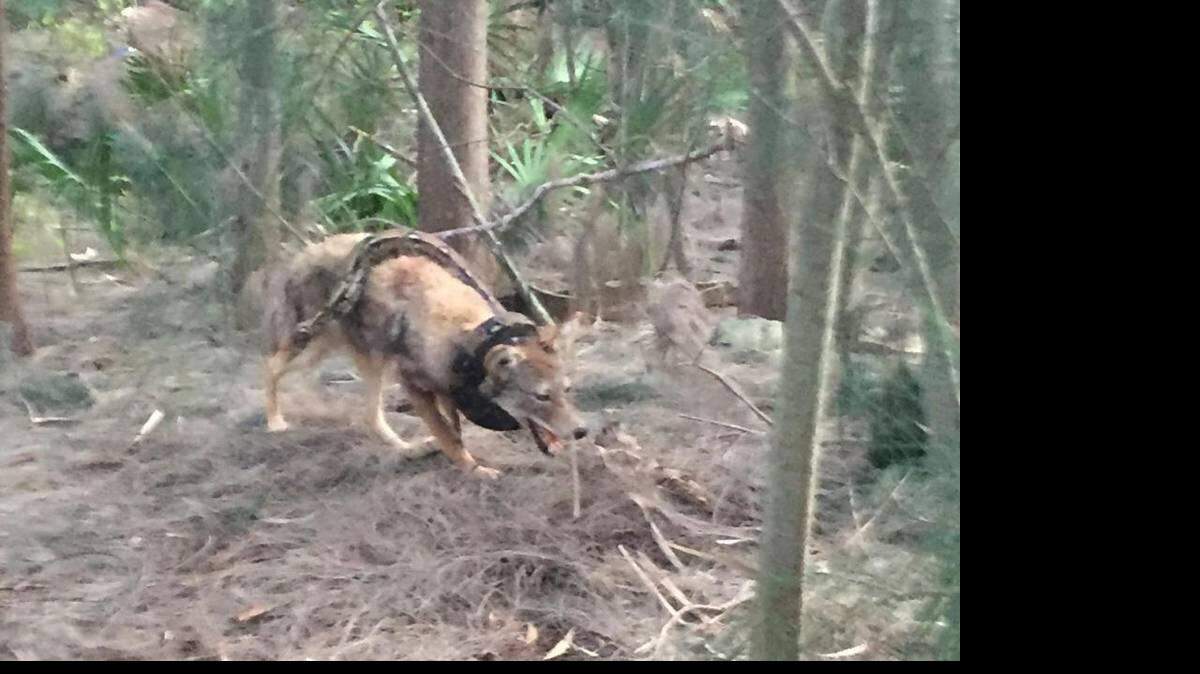 This photo provided to the Herald shows a coyote and snake apparently in the midst of a struggle. WILLIAM JAMES