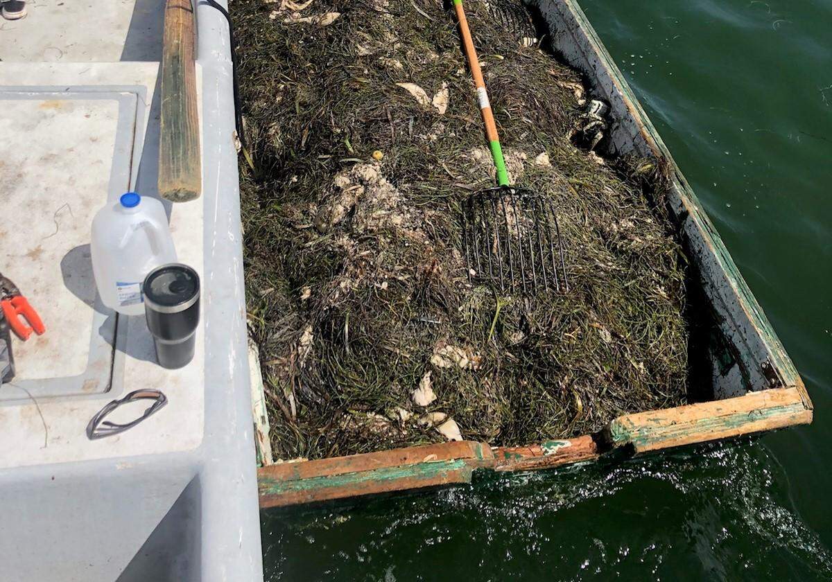A slew of sea grass and dead fish line the bottom of Nathan Meschelle’s boat.