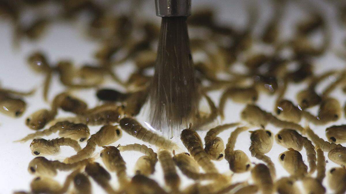 In this Feb. 1, 2016 photo, a technician from the British biotec company Oxitec, inspects the pupae of genetically modified Aedes aegypti mosquitoes, a vector for transmitting the Zika virus, in Campinas, Brazil. The company said tests begun last April as part of a dengue-fighting program in the small southeastern city of Piracicaba suggested the release of the GM males reduced the wild Aedes larvae population in the target neighborhood by more than 80 percent. Brazil is in the midst of a Zika outbreak and authorities say they have also detected a spike in cases of microcephaly in newborn children, but the link between Zika and microcephaly is as yet unproven. (AP Photo/Andre Penner)