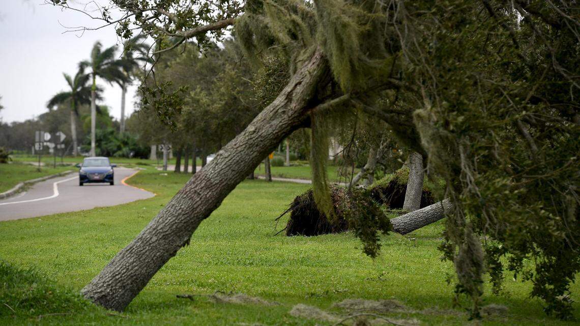A car drives down El Conquistador Pkwy where a line of trees were down following Hurricane Ian in Bradenton on Sept. 29, 2022.