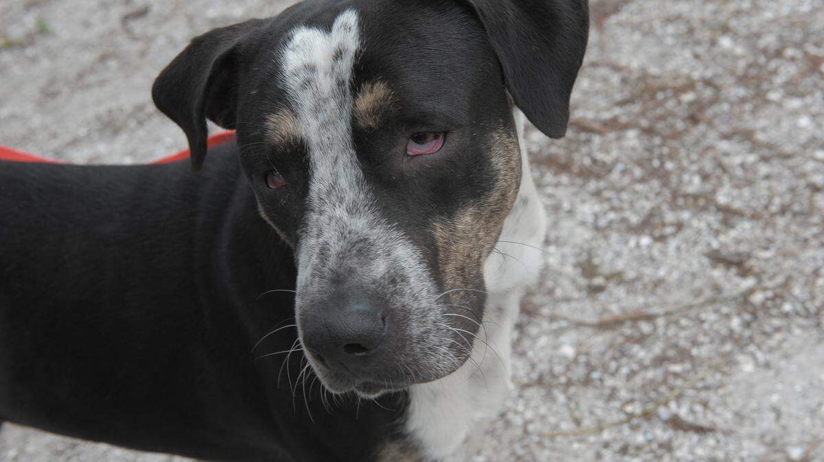 Potter, a male 4-year-old hound dog mix, is looking for a good home. Potter is available for adoption at the Humane Society of Manatee County for a fee of $75. A $20 county registration fee is not included in the price. The Humane Society of Manatee County is at 2515 14th St. W., Bradenton. Information: 747-8808 or www.hsmanatee.petfinder.org. 
 GRANT JEFFERIES/Bradenton Herald