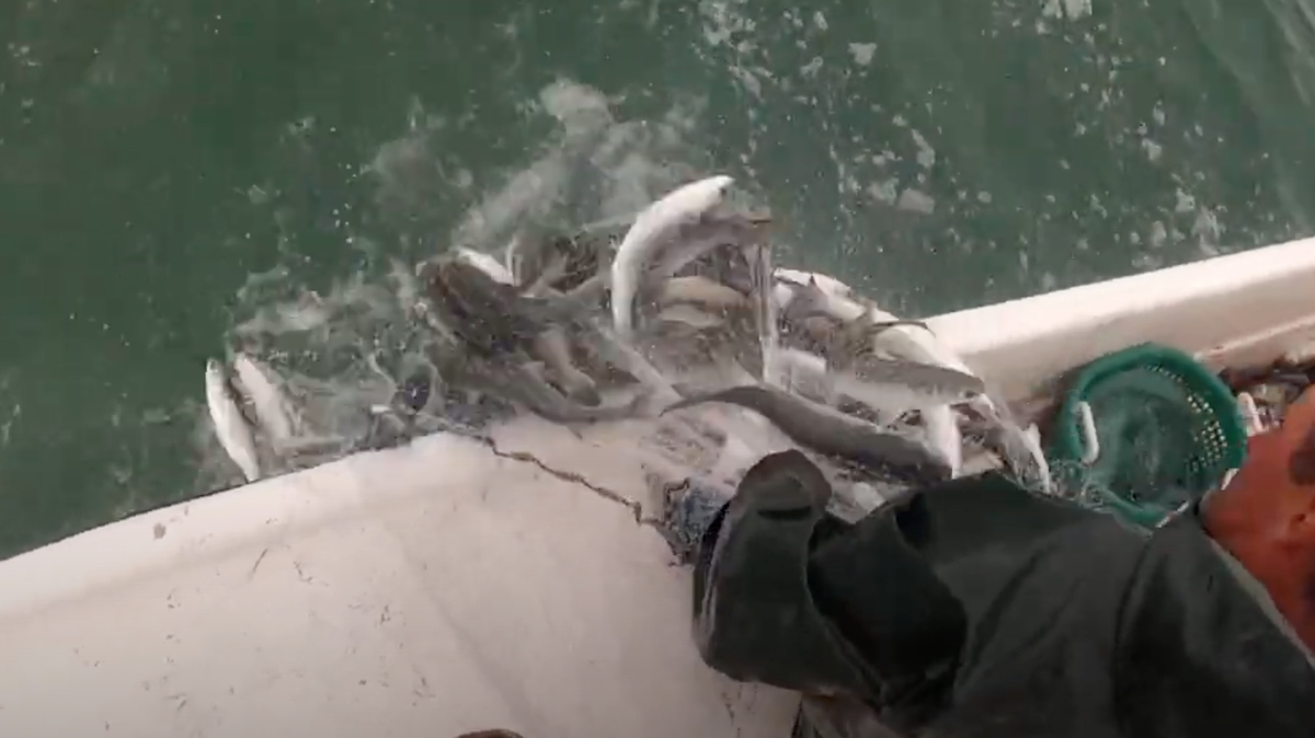 A fisherman pulls in a net full of mullet.