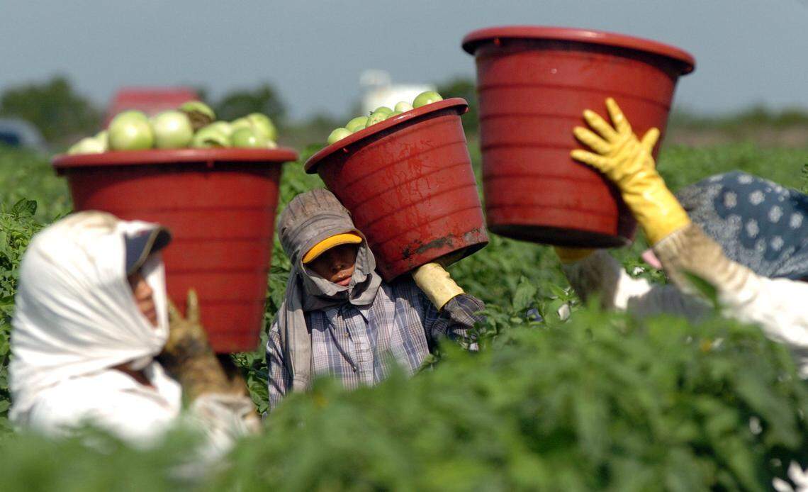 In recognition of the pandemic and those who bring in the crops, the Manatee Farm City Week committee has chosen the&nbsp; theme:&nbsp; “Original essential workers – Ag is here to stay!”
