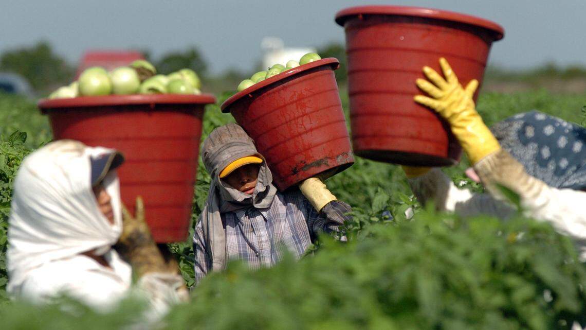 In recognition of the pandemic and those who bring in the crops, the Manatee Farm City Week committee has chosen the  theme:  “Original essential workers – Ag is here to stay!”
