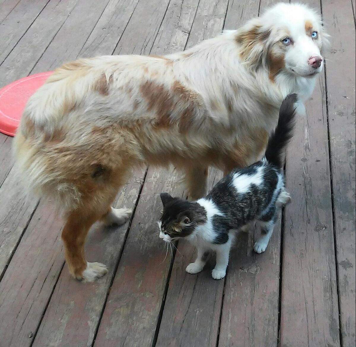 Australian Shepherd dog (Frisky) and the cat (Kitty) get along great.