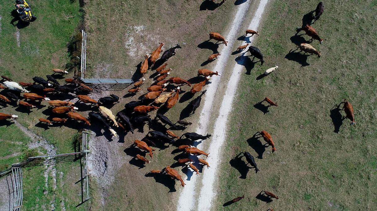 In this 2023 photo, cattle are herded at Blackbeard Ranch, a working ranch and conservation easement in Myakka City. A new conservation area proposed by the U.S. Fish and Wildlife Service would attempt to create conservation easements on more ranch land in Southwest Florida.